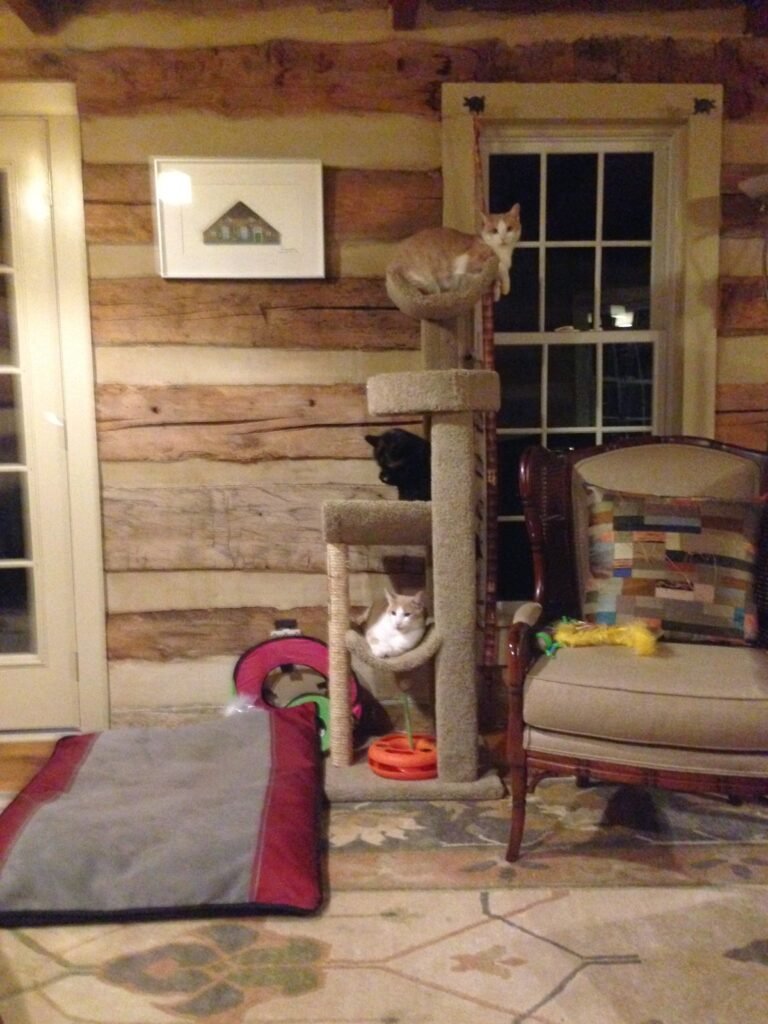 alt stacked cats